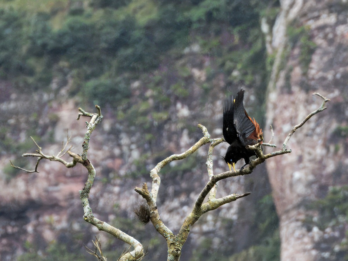 Crested Oropendola - ML646616530
