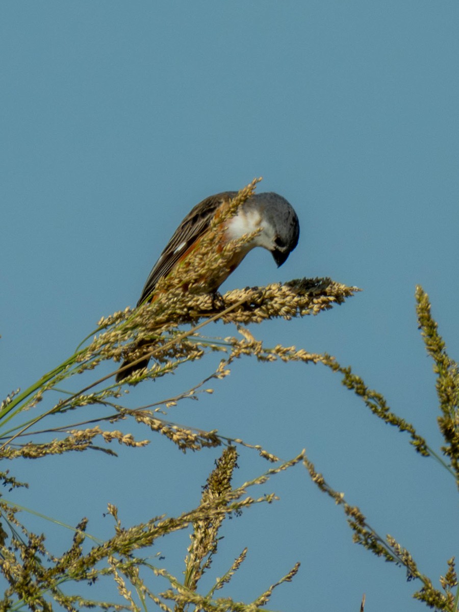 Marsh Seedeater - ML646616533