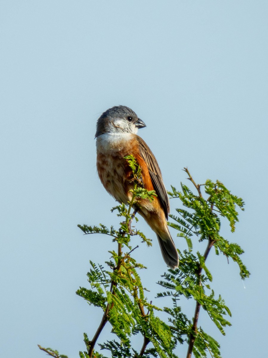 Marsh Seedeater - ML646616535
