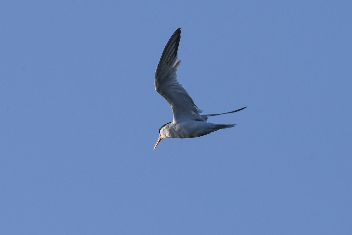 Elegant Tern - ML646616540