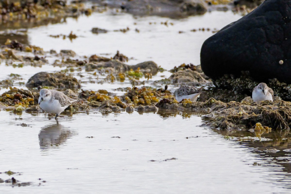 Txirri zuria - ML646616541