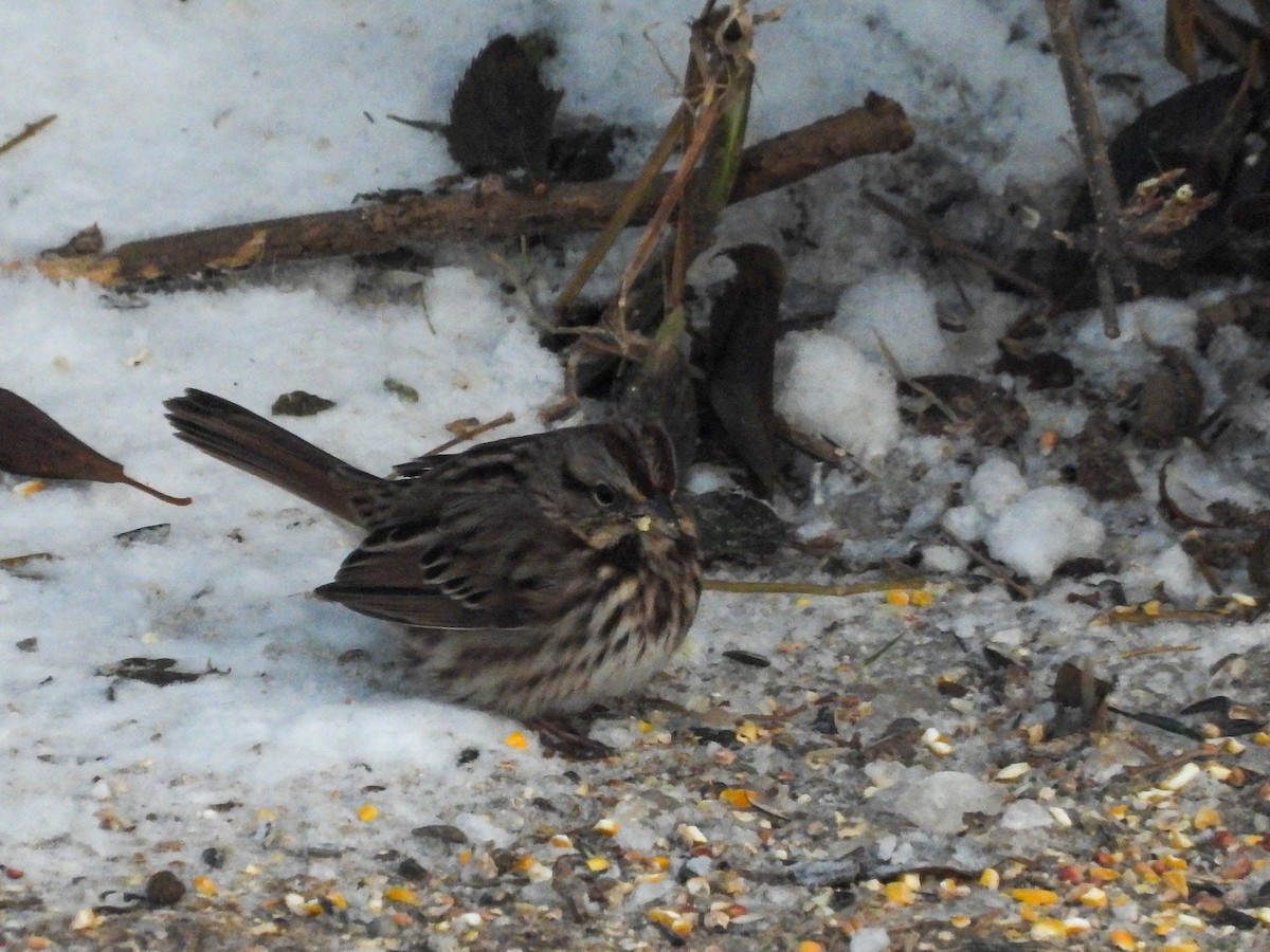 Song Sparrow - ML646616544