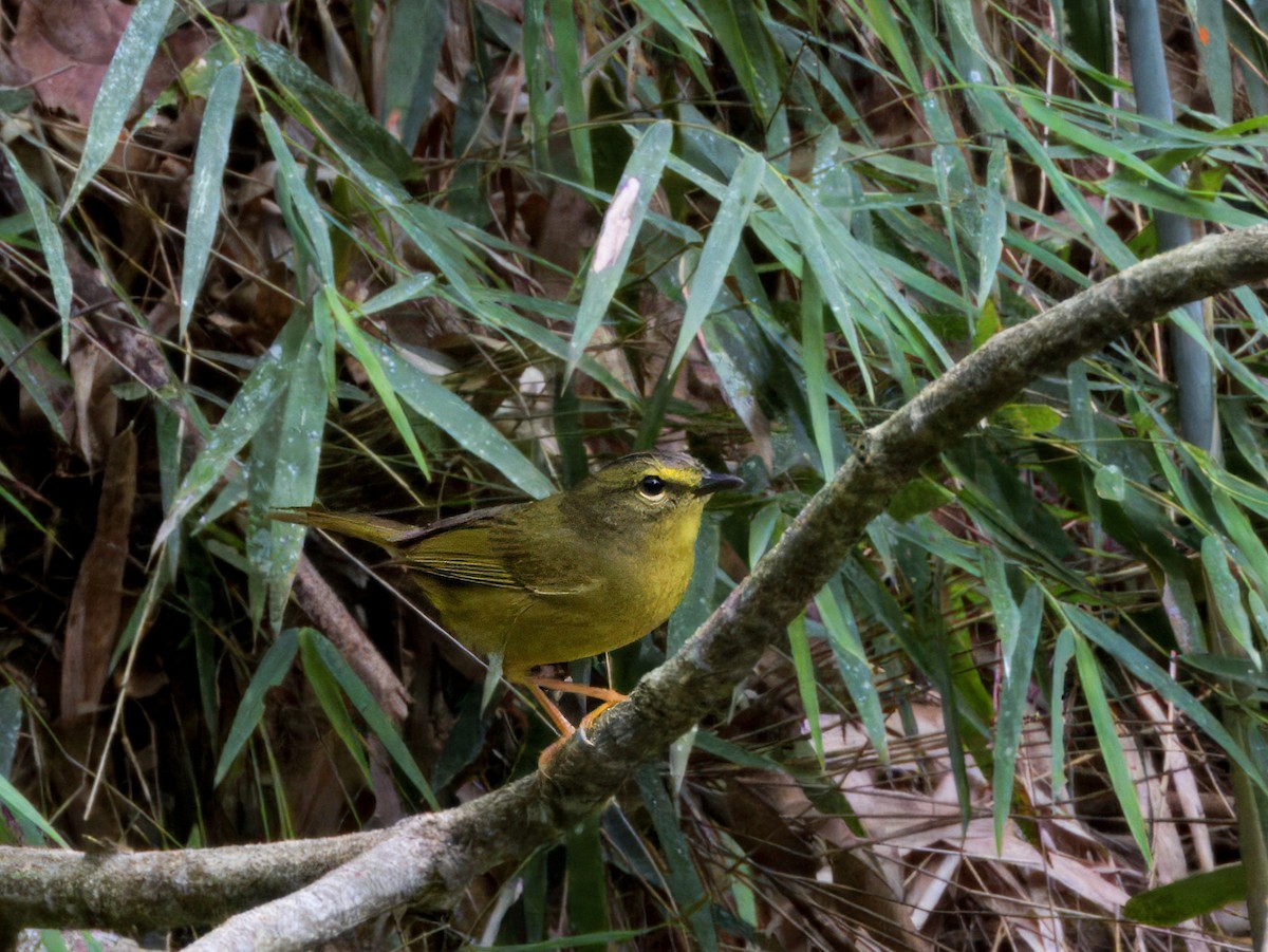 Two-banded Warbler (Two-banded) - ML646616548