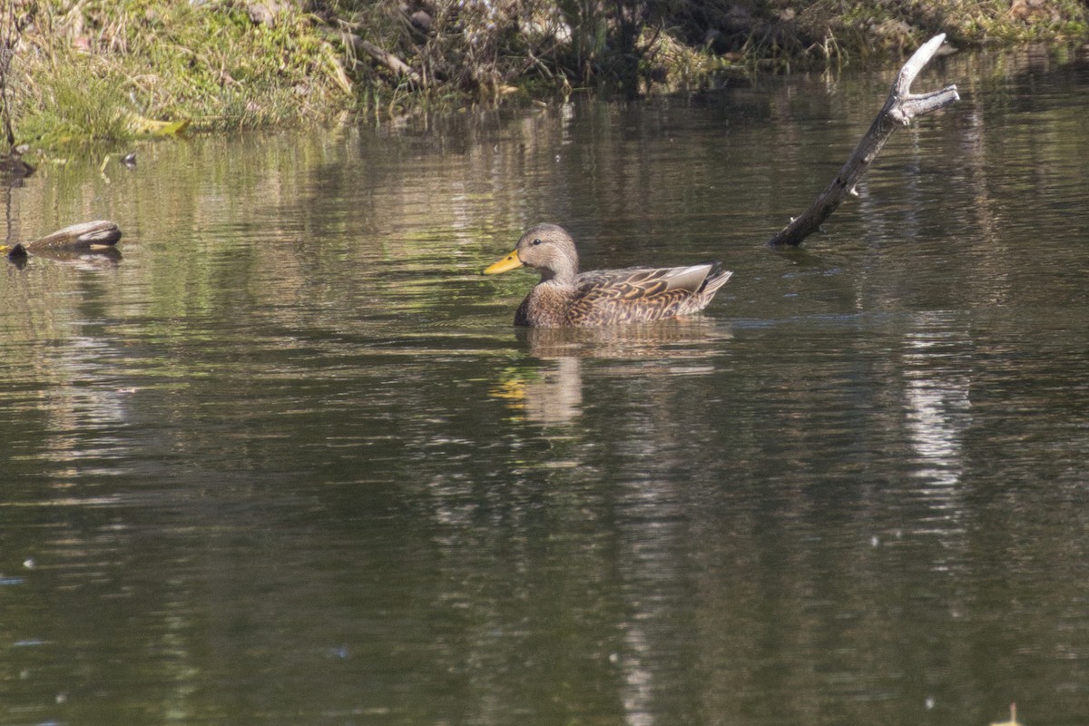 Mexican Duck - ML646616549