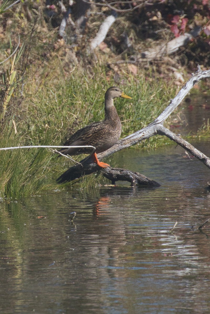 Mexican Duck - ML646616550