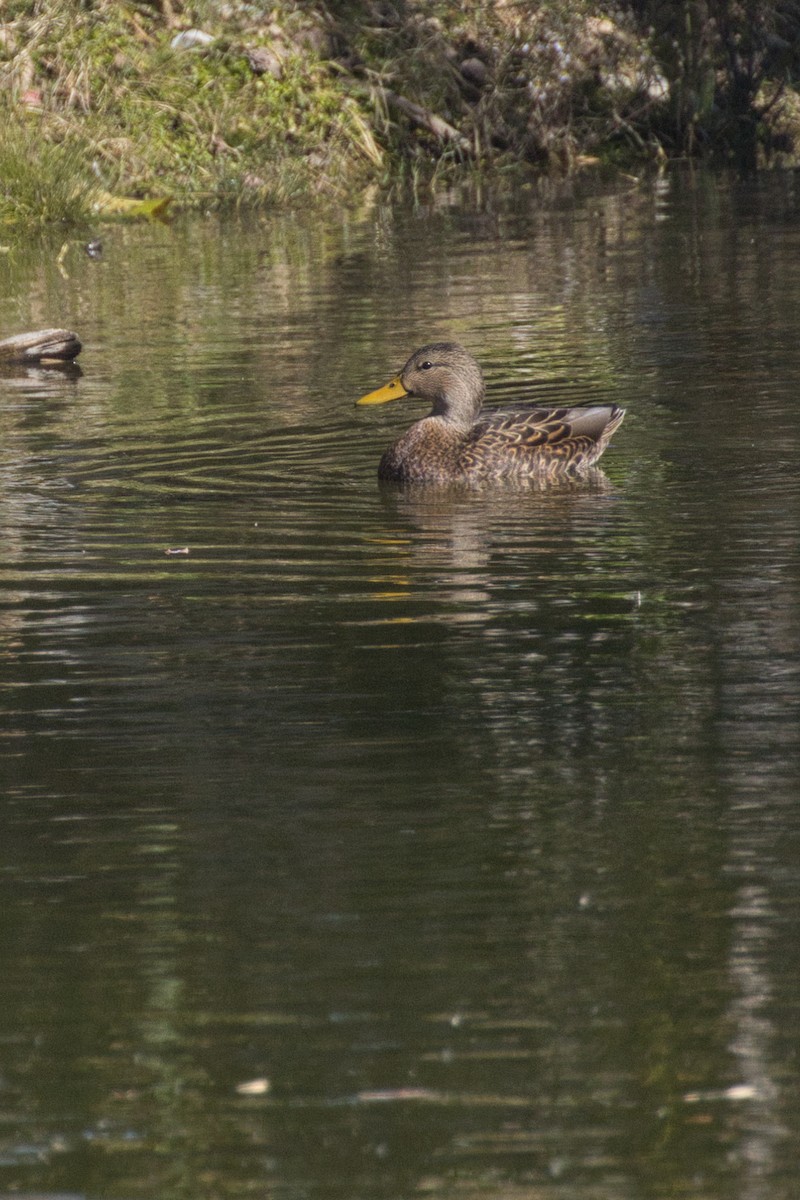 Mexican Duck - ML646616551