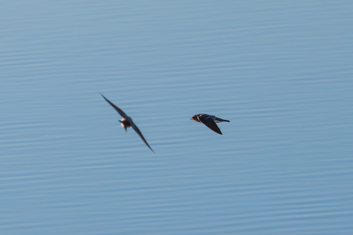 Northern Rough-winged Swallow - ML646616555