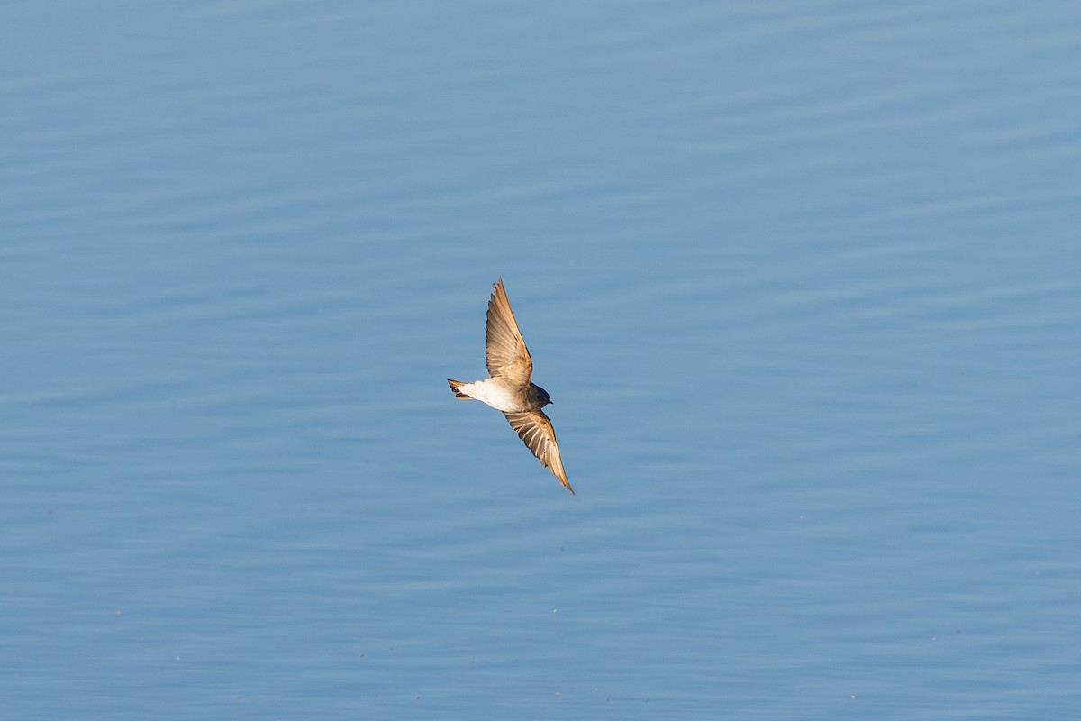 Northern Rough-winged Swallow - ML646616556