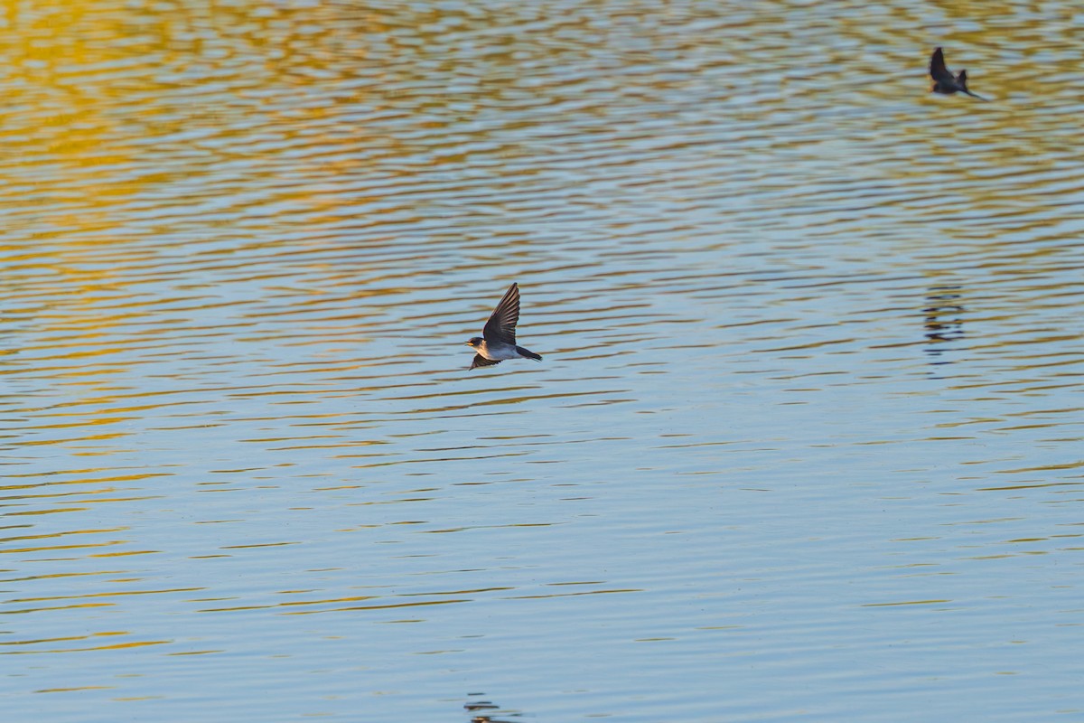 Northern Rough-winged Swallow - ML646616557