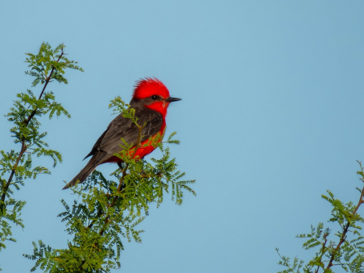 Vermilion Flycatcher - ML646616559