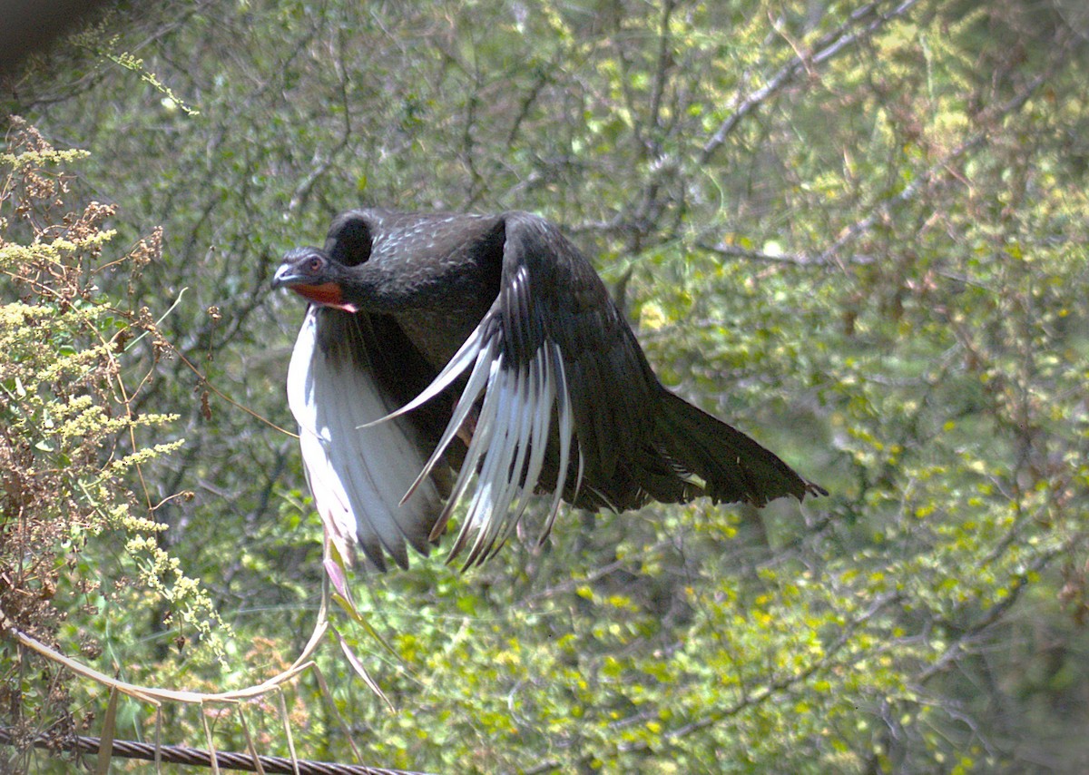 hvitvingehokko - ML646616567