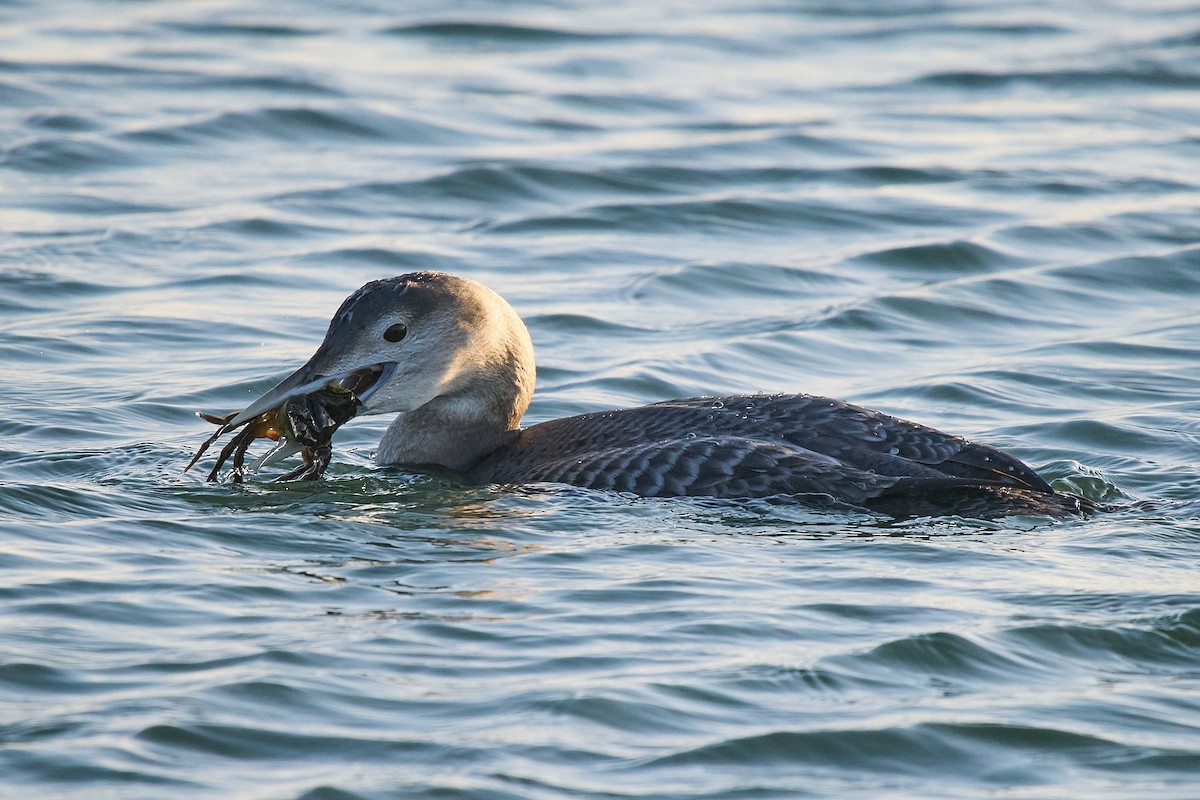 Гагара білодзьоба - ML646616571