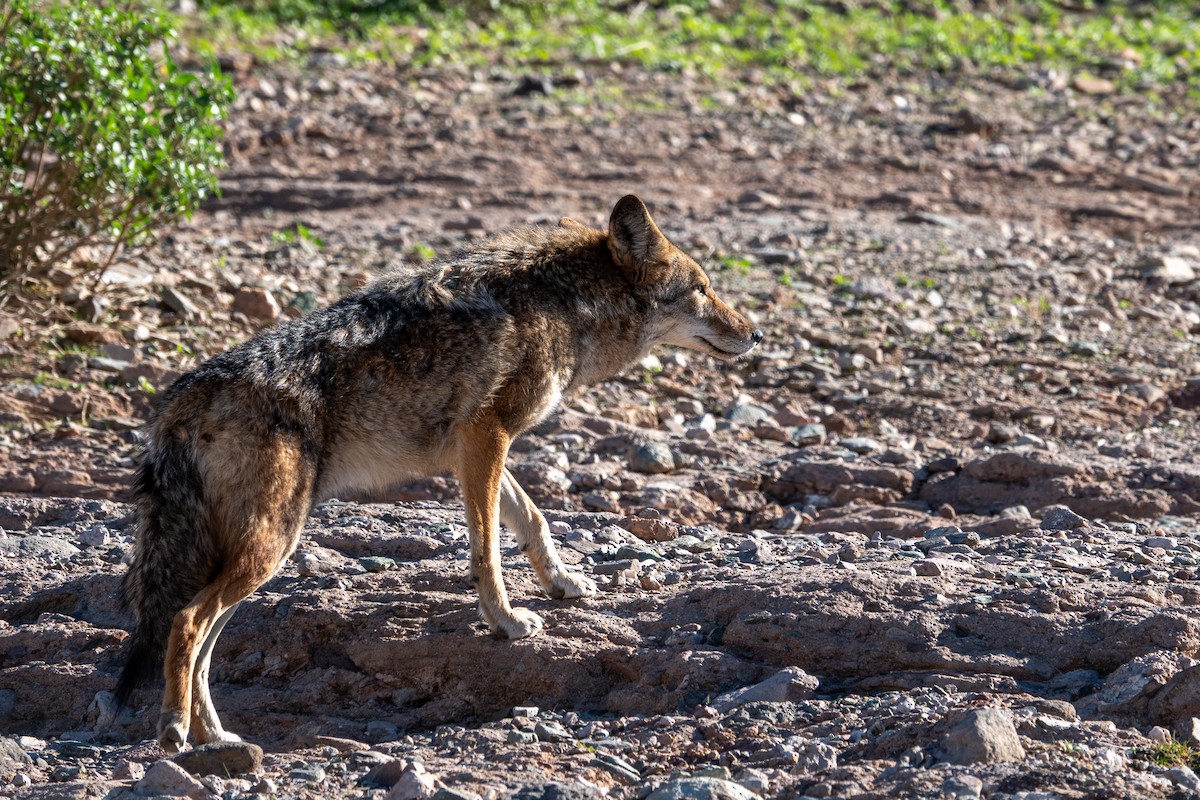 Койот - ML646616572