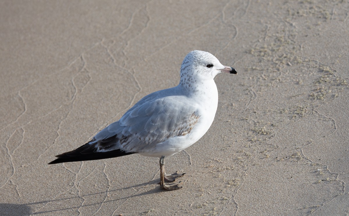 racek kroužkozobý - ML646616576