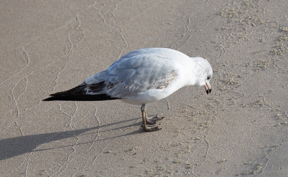 racek kroužkozobý - ML646616577