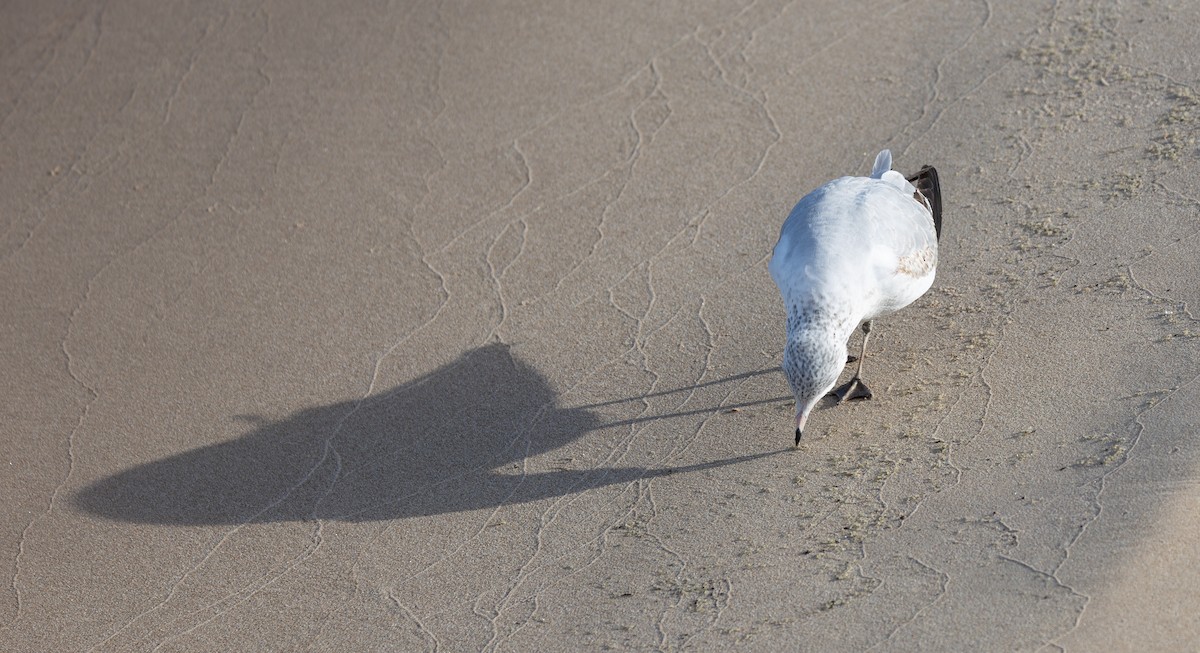 racek kroužkozobý - ML646616578