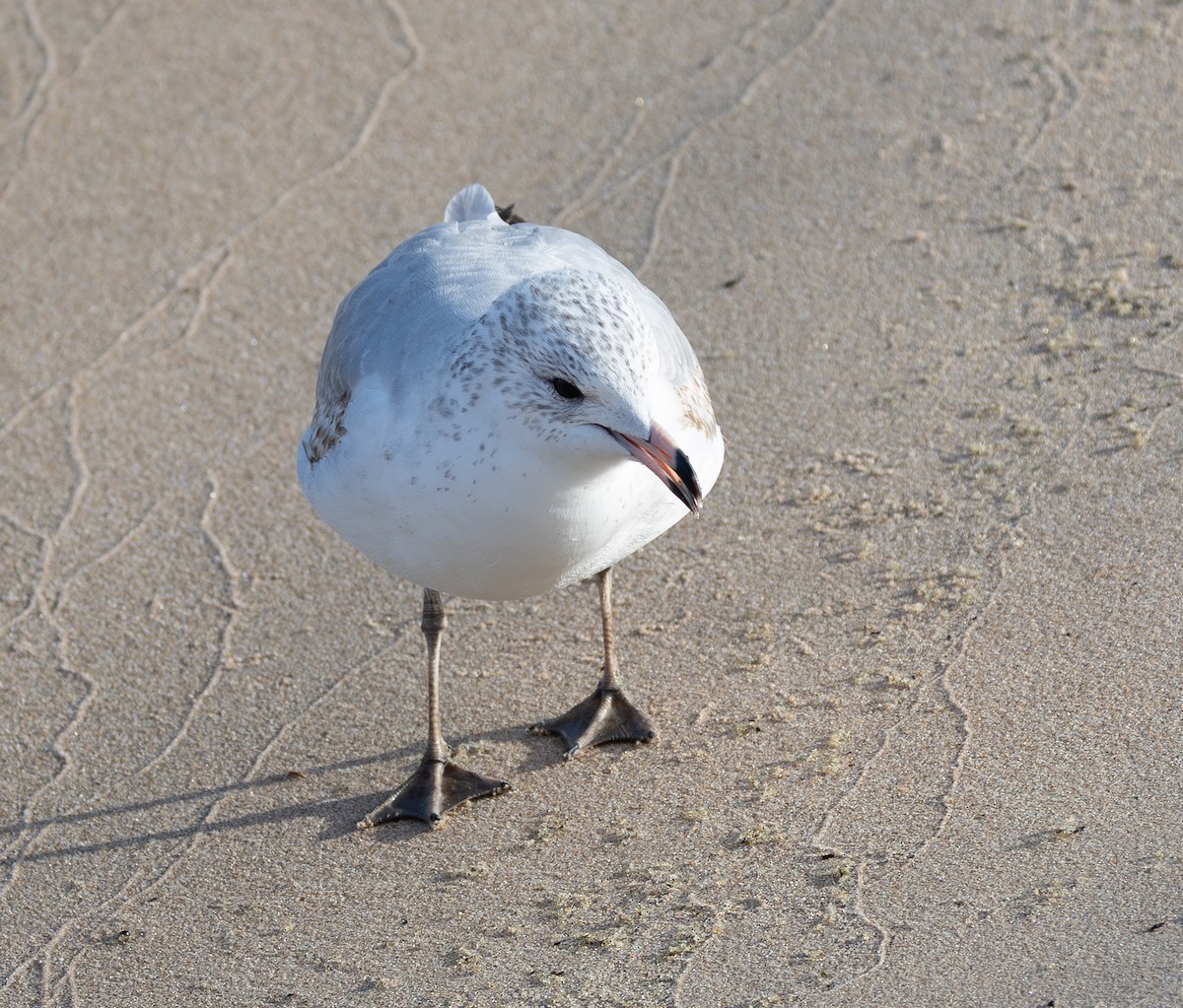 racek kroužkozobý - ML646616579