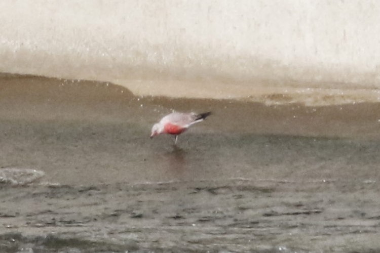 racek kroužkozobý - ML646616581