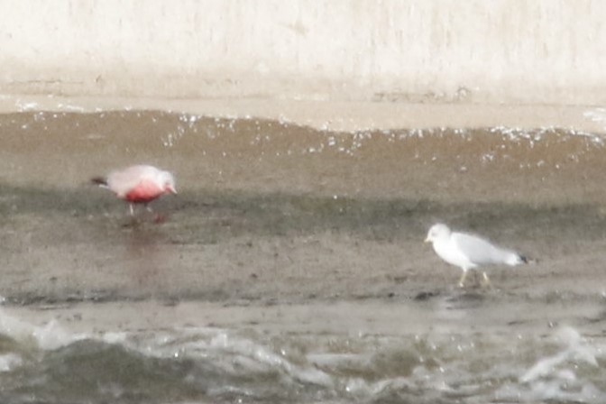 racek kroužkozobý - ML646616582