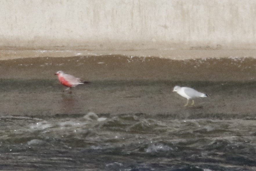 racek kroužkozobý - ML646616585