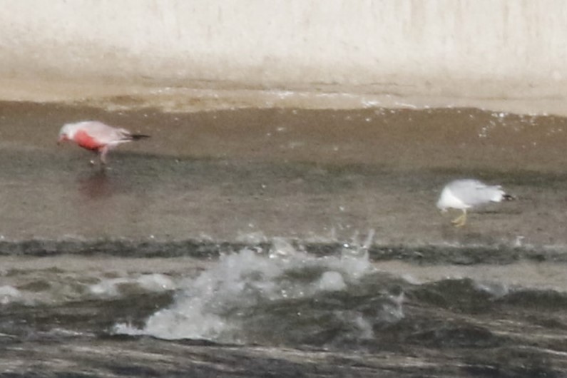 racek kroužkozobý - ML646616588