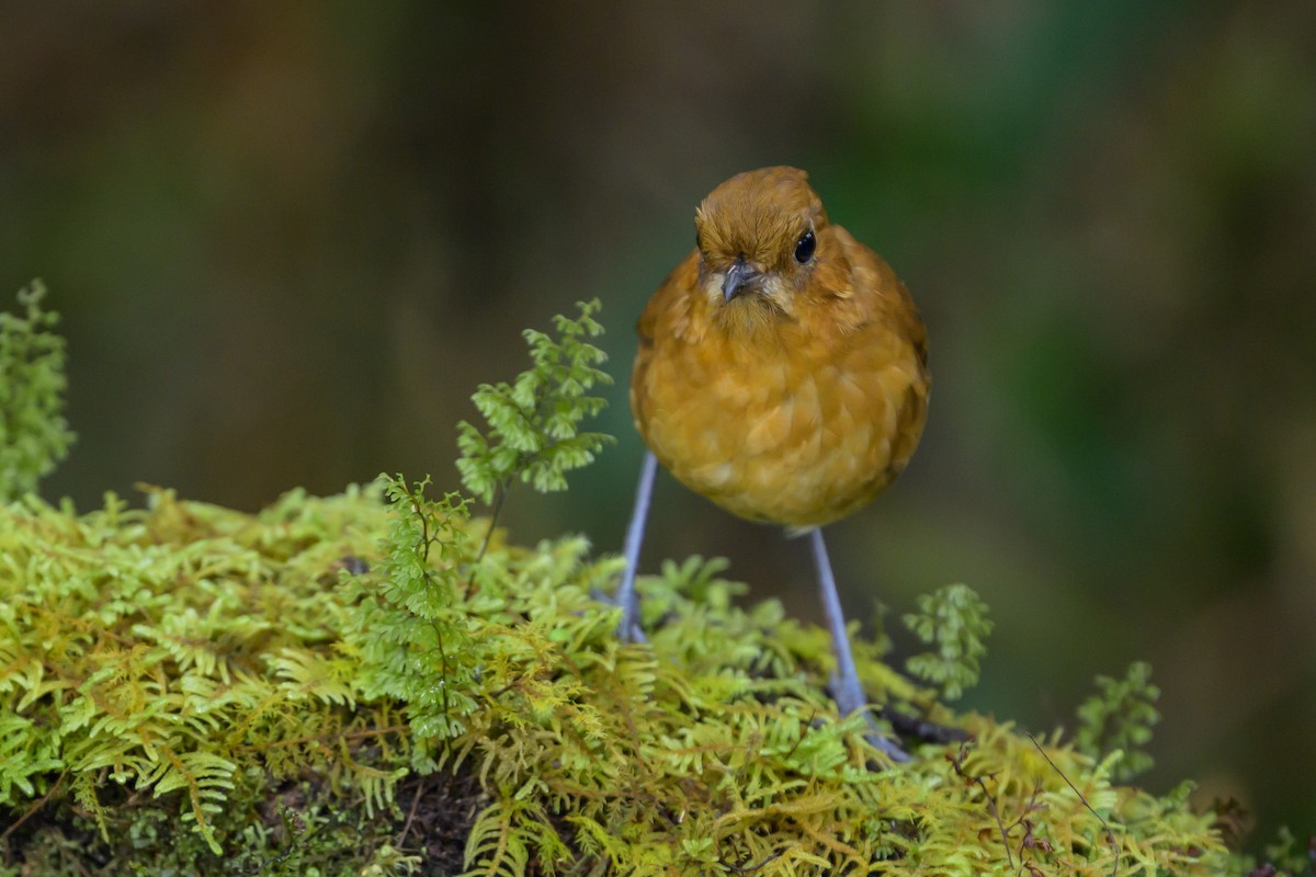 Muisca Antpitta - ML646616610