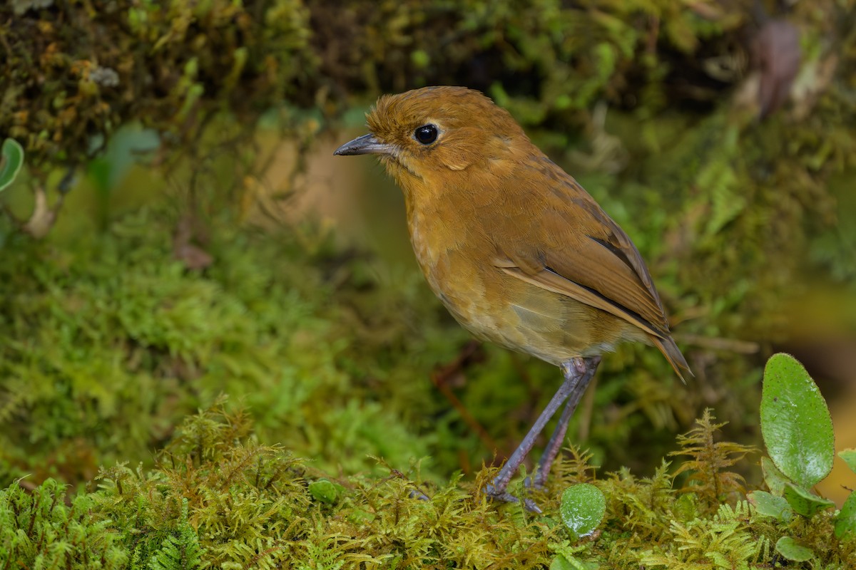 Muisca Antpitta - ML646616612