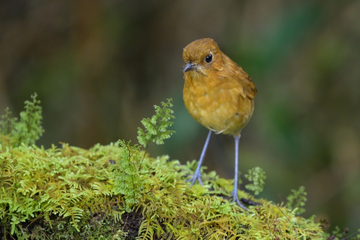 Muisca Antpitta - ML646616613