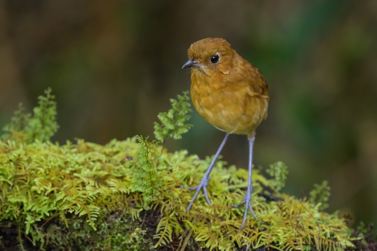 Muisca Antpitta - ML646616614