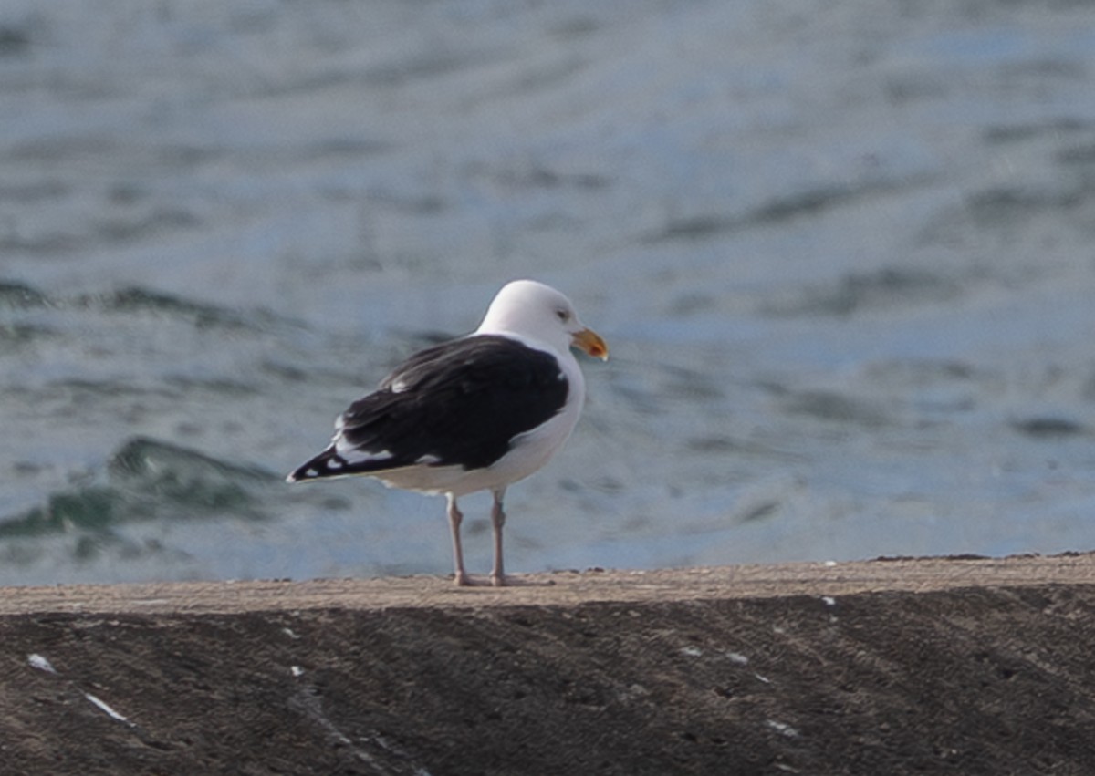 Great Black-backed Gull - ML646616616