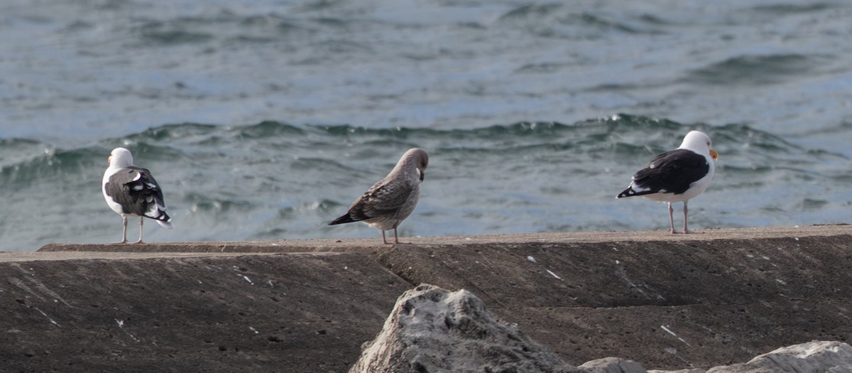 Great Black-backed Gull - ML646616617