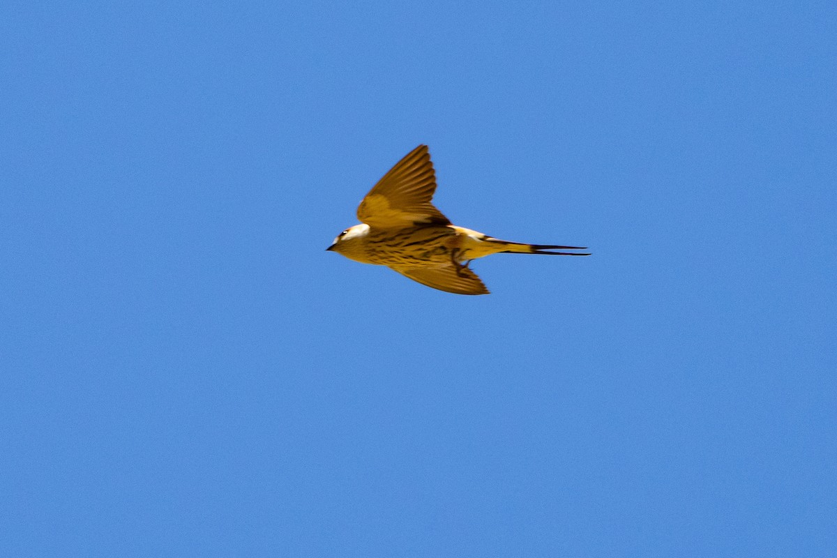 Greater Striped Swallow - ML646616618