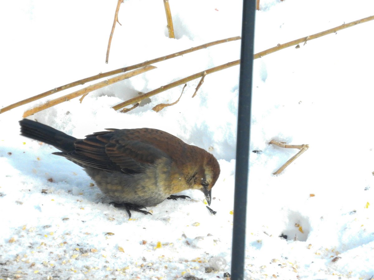 Rusty Blackbird - ML646616619