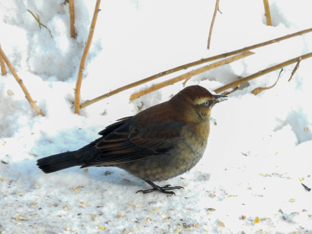 Rusty Blackbird - ML646616620