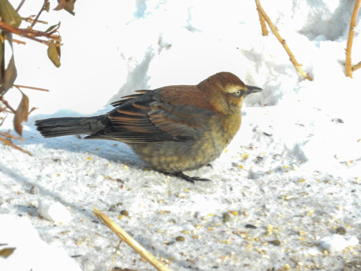Rusty Blackbird - ML646616622