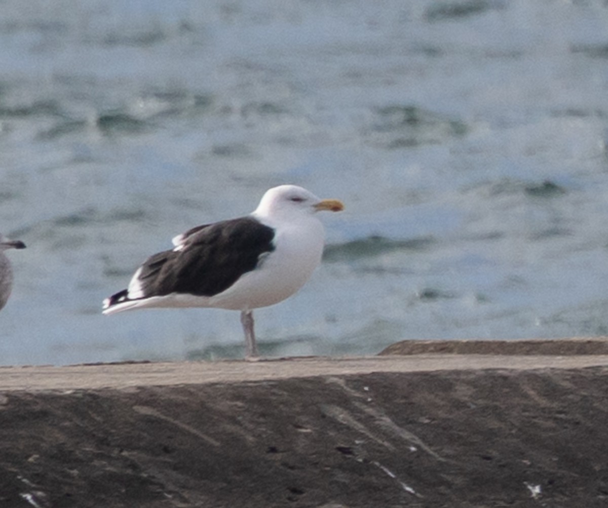 Great Black-backed Gull - ML646616624