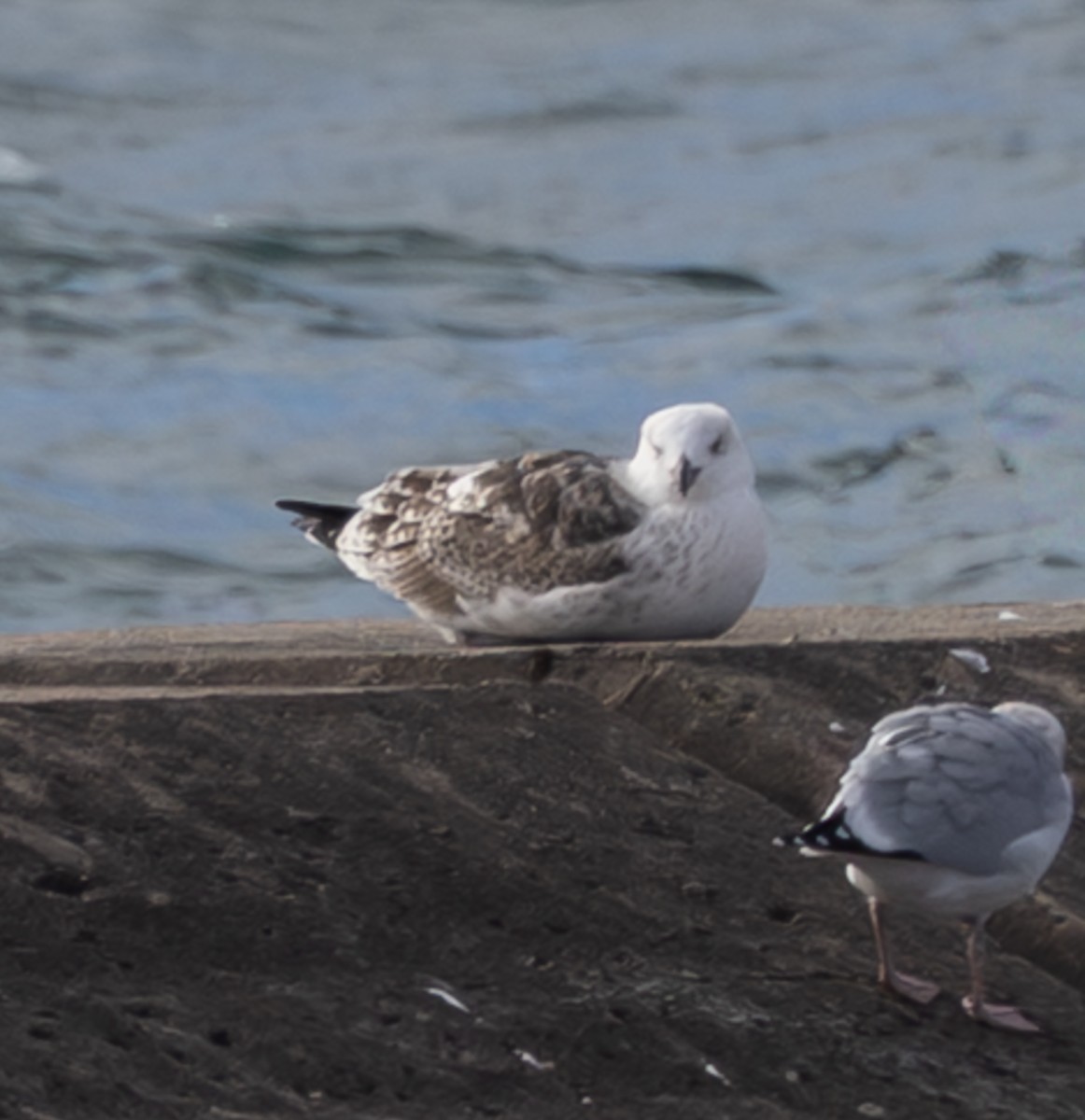Great Black-backed Gull - ML646616625
