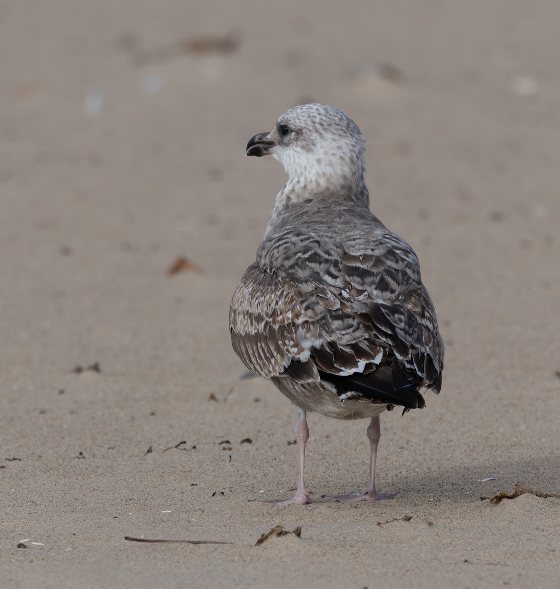 Heringsmöwe - ML646616626