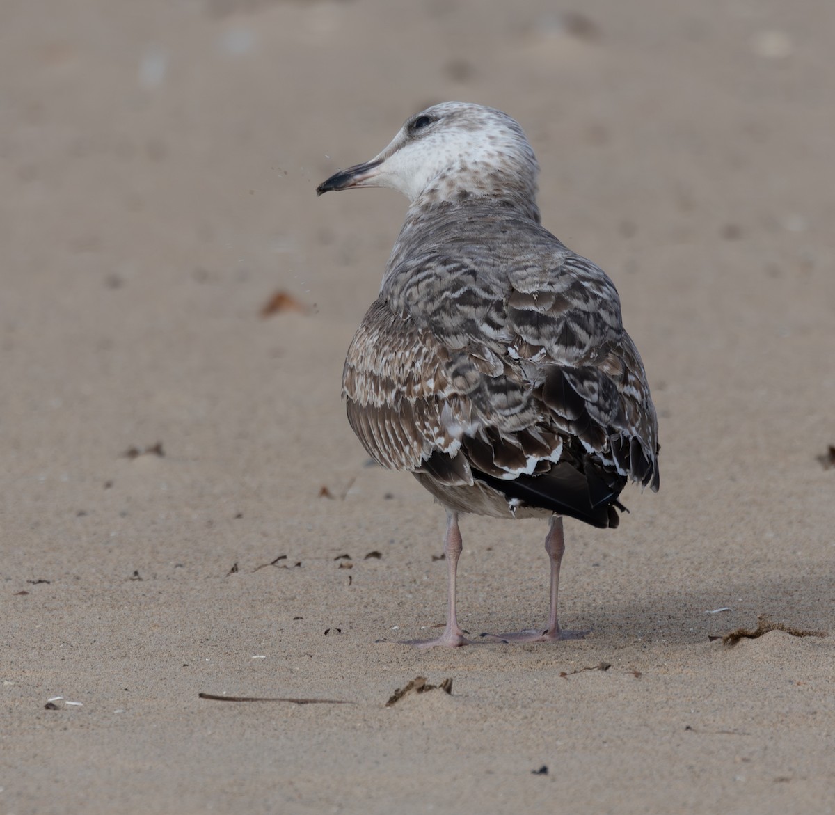 Heringsmöwe - ML646616627