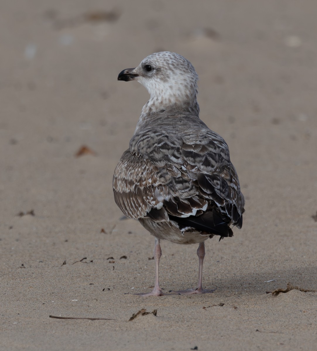 Heringsmöwe - ML646616628