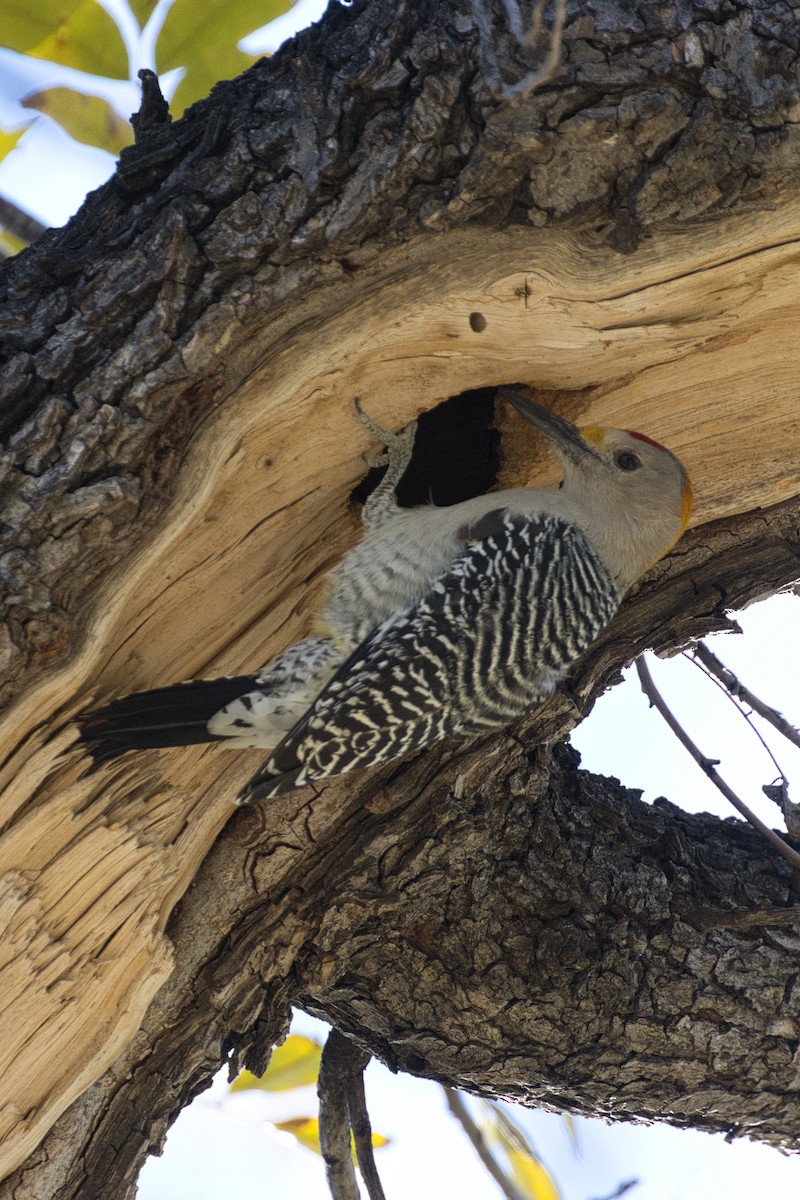 Golden-fronted Woodpecker - ML646616630