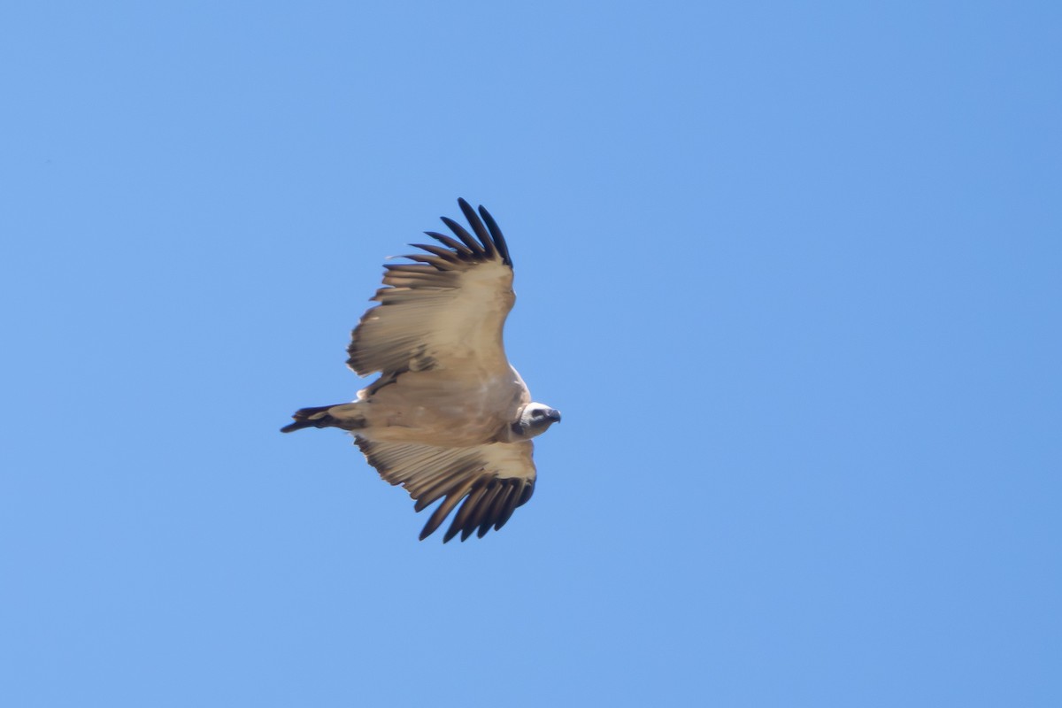 Cape Griffon - ML646616632