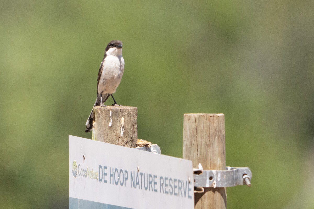 Southern Fiscal (Southern) - ML646616634