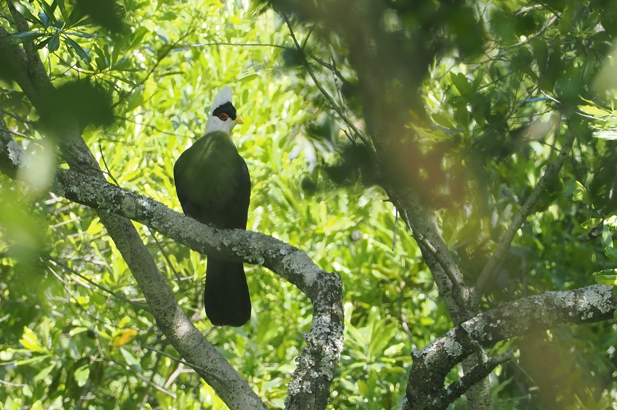 White-crested Turaco - ML646616637
