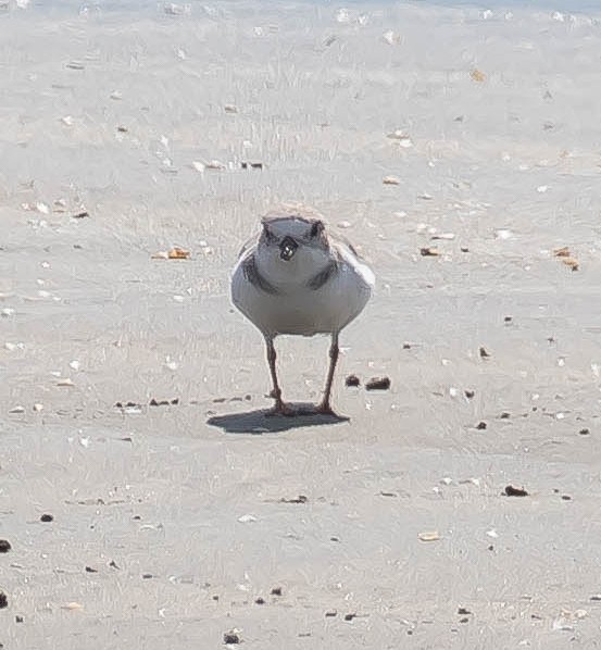 Piping Plover - ML646616638