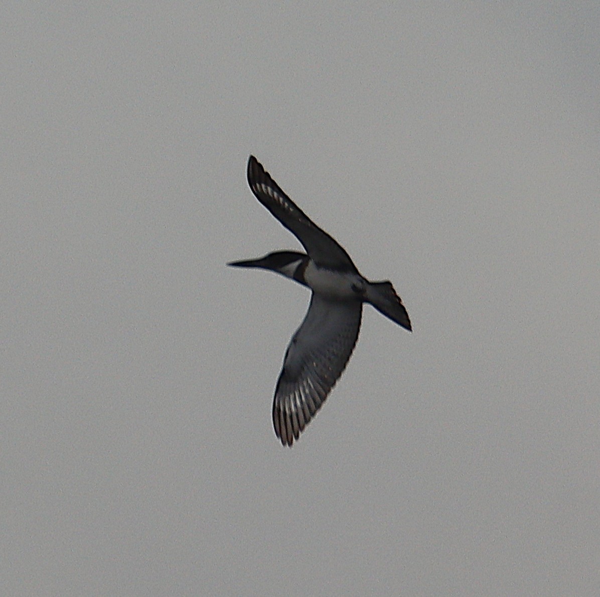 Gürtelfischer - ML646616639