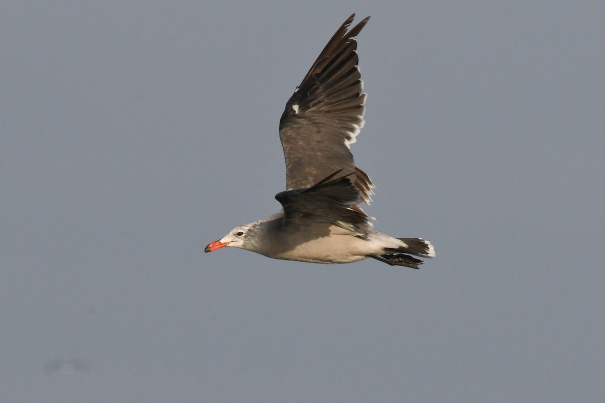 Heermann's Gull - ML646616640