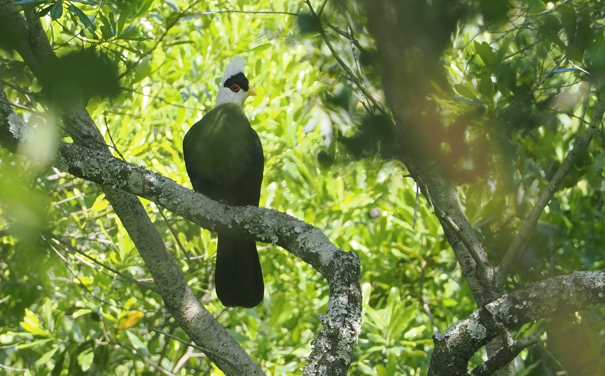 White-crested Turaco - ML646616641