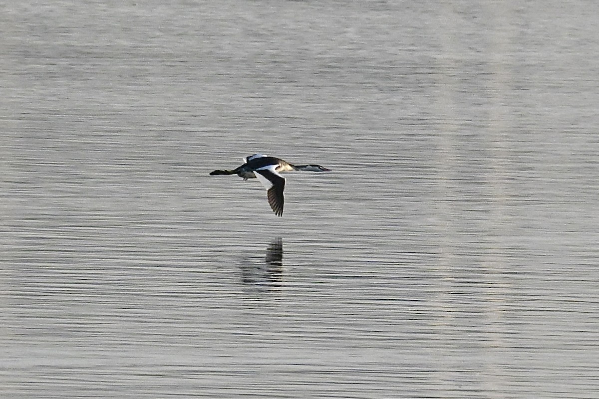 Great Crested Grebe - ML646616643