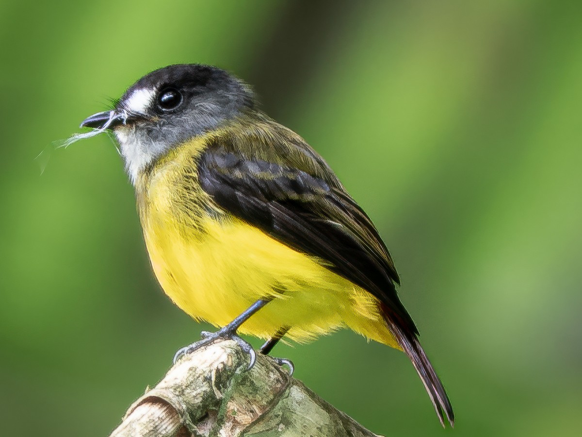 Ornate Flycatcher - ML646616644